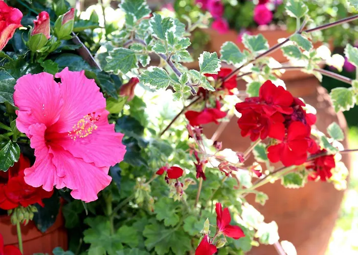 ***villa Prestige**** * Capoliveri (Isola d'Elba)